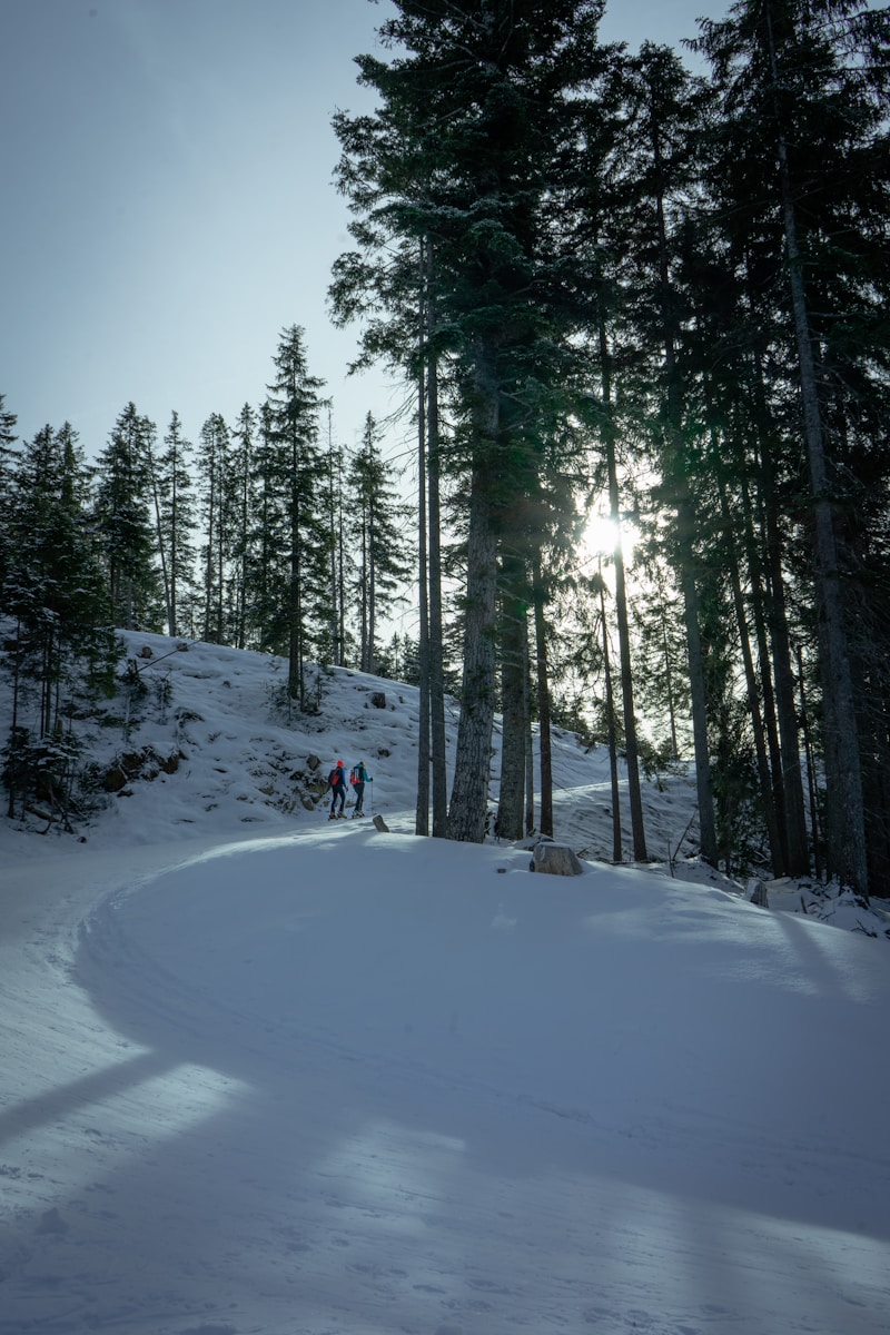 people walking on snow covered road between green trees during daytime